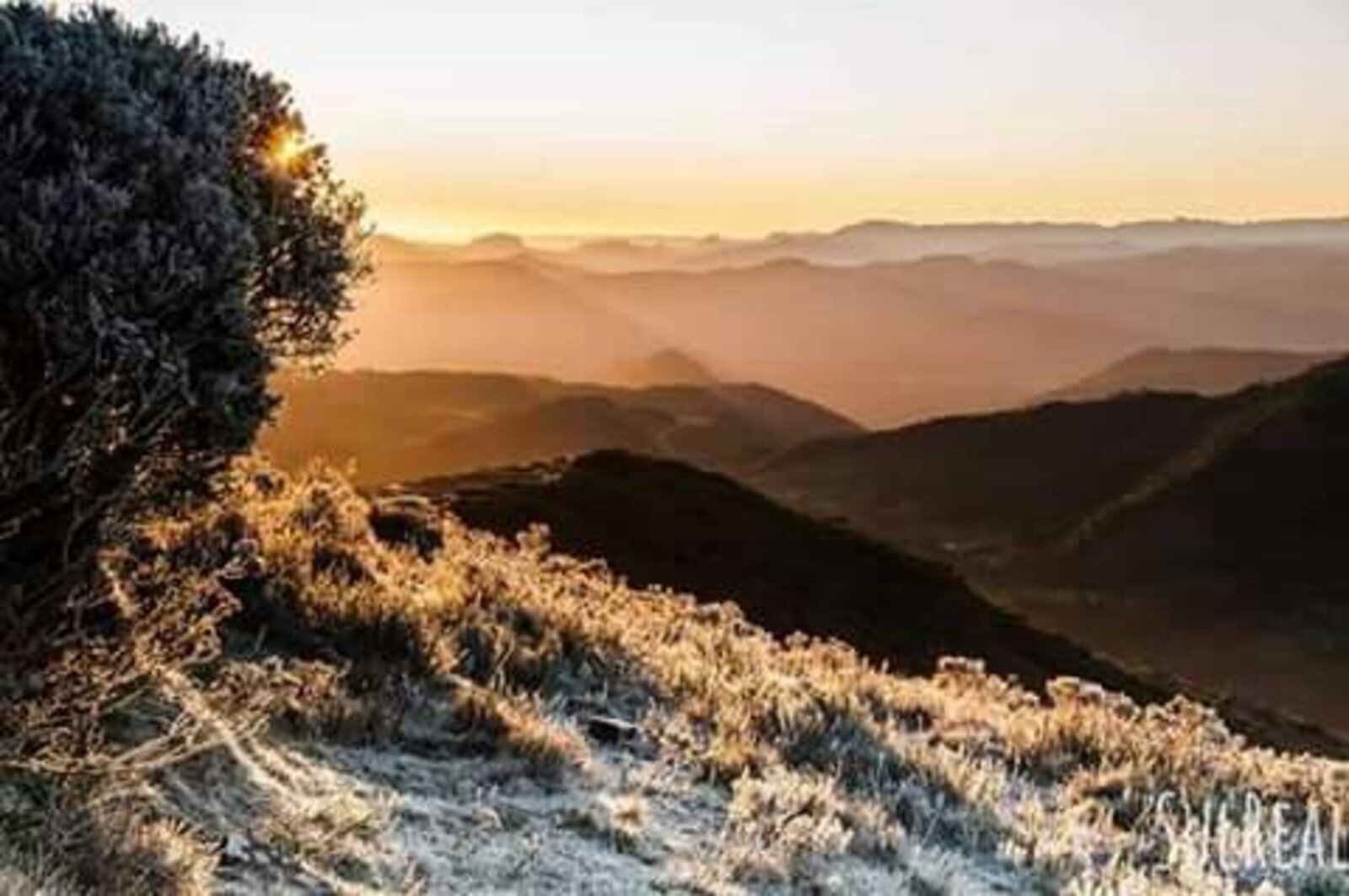 Pôr do sol dourado sobre a vegetação congelada