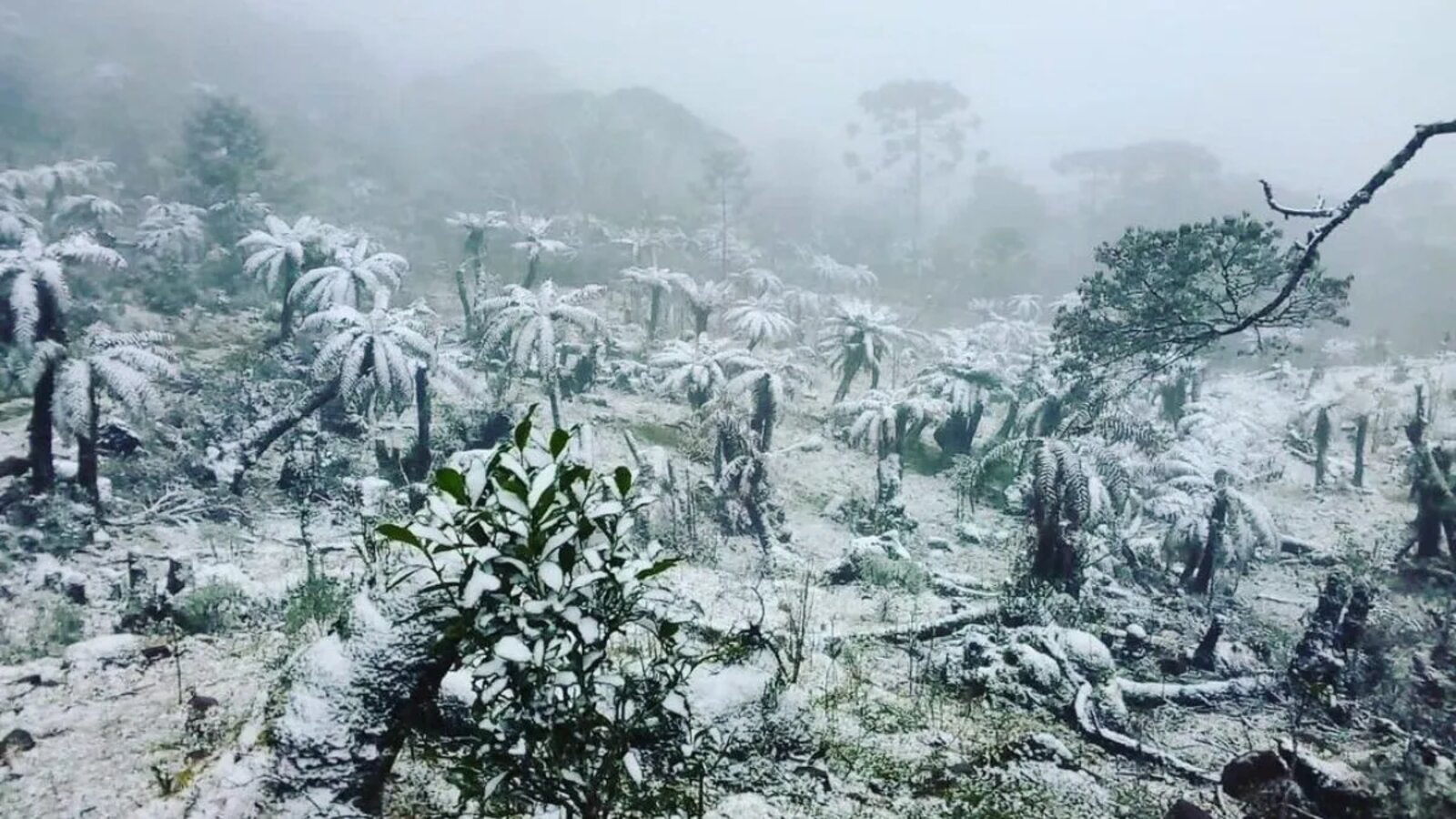 Vegetação coberta de sincelo em meio à neblina densa no Morro das Antenas